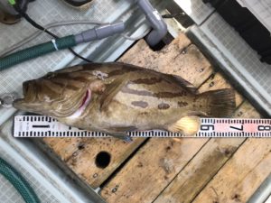 さぶろう丸 釣果