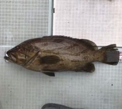 さぶろう丸 釣果