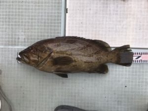 さぶろう丸 釣果