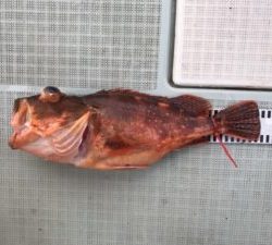 さぶろう丸 釣果