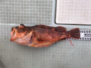 さぶろう丸 釣果