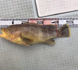 さぶろう丸 釣果