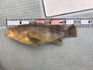 さぶろう丸 釣果