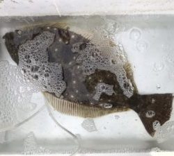 さぶろう丸 釣果