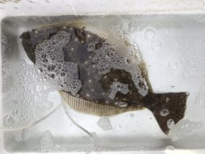 さぶろう丸 釣果