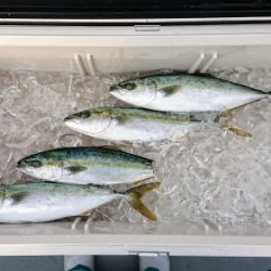 火遠理丸(ほおりまる) 釣果