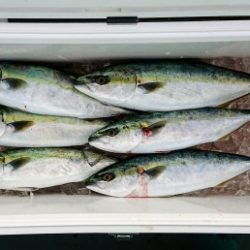 火遠理丸(ほおりまる) 釣果