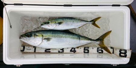 火遠理丸(ほおりまる) 釣果