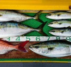 火遠理丸(ほおりまる) 釣果