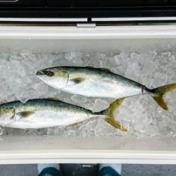 火遠理丸(ほおりまる) 釣果