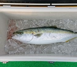 火遠理丸(ほおりまる) 釣果