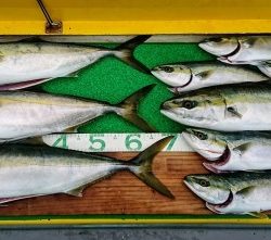 火遠理丸(ほおりまる) 釣果