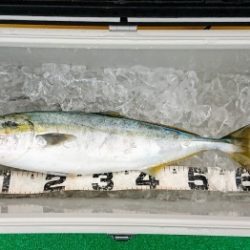 火遠理丸(ほおりまる) 釣果