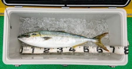 火遠理丸(ほおりまる) 釣果