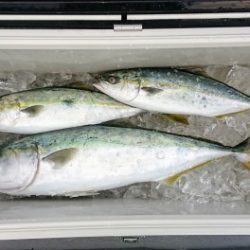 火遠理丸(ほおりまる) 釣果