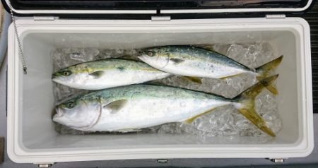 火遠理丸（ほおりまる） 釣果