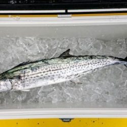 火遠理丸(ほおりまる) 釣果