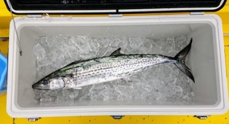 火遠理丸(ほおりまる) 釣果