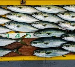 火遠理丸(ほおりまる) 釣果