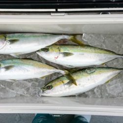 火遠理丸（ほおりまる） 釣果