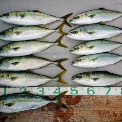 火遠理丸（ほおりまる） 釣果