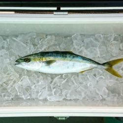 火遠理丸(ほおりまる) 釣果