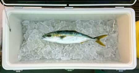 火遠理丸(ほおりまる) 釣果