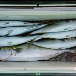 火遠理丸(ほおりまる) 釣果