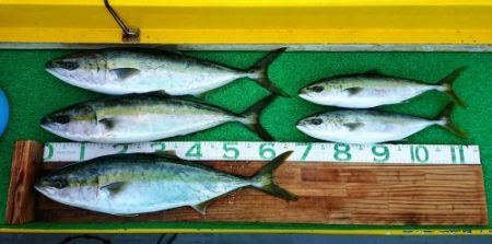 火遠理丸(ほおりまる) 釣果