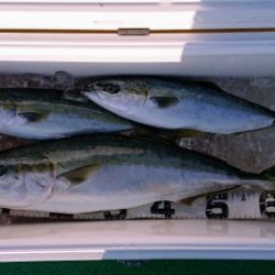 火遠理丸(ほおりまる) 釣果