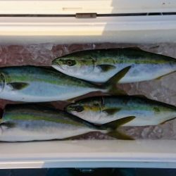 火遠理丸(ほおりまる) 釣果