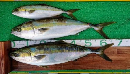 火遠理丸(ほおりまる) 釣果