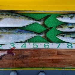 火遠理丸(ほおりまる) 釣果