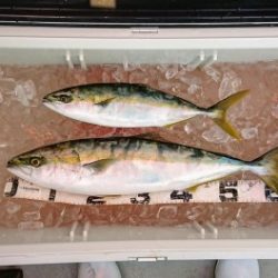 火遠理丸(ほおりまる) 釣果