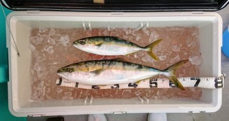 火遠理丸(ほおりまる) 釣果