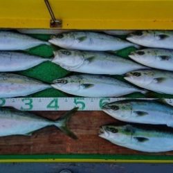 火遠理丸(ほおりまる) 釣果