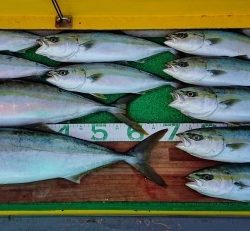 火遠理丸(ほおりまる) 釣果