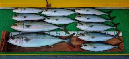 火遠理丸(ほおりまる) 釣果