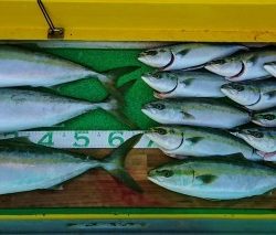 火遠理丸(ほおりまる) 釣果