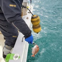 遊漁船 ニライカナイ 釣果