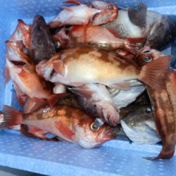 第二むつ漁丸 釣果