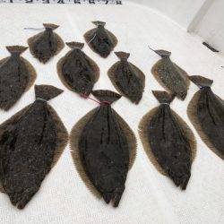 Magic(マジック) 釣果