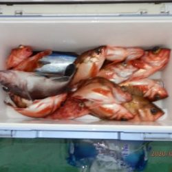 第二むつ漁丸 釣果