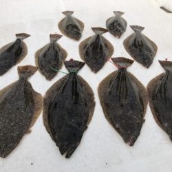 Magic(マジック) 釣果