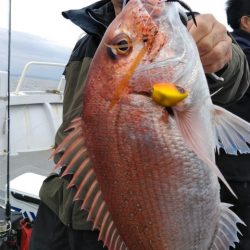 遊漁船 新鋭丸 釣果