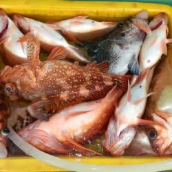 第二むつ漁丸 釣果