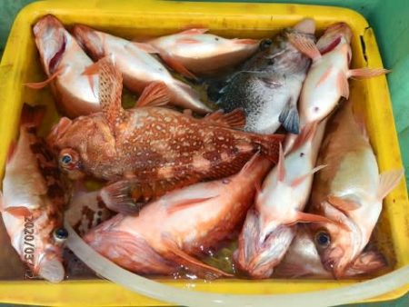 第二むつ漁丸 釣果