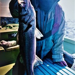 気仙沼　つり丸 釣果