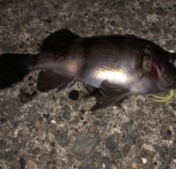 春先に向けてハイシーズンを迎えるメバルをメインターゲットに三浦半島へ。【がまかつ LUXXE宵姫　インプレッション】