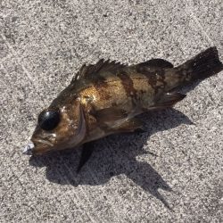 強風メバリング【がまかつ LUXXE宵姫　インプレッション】